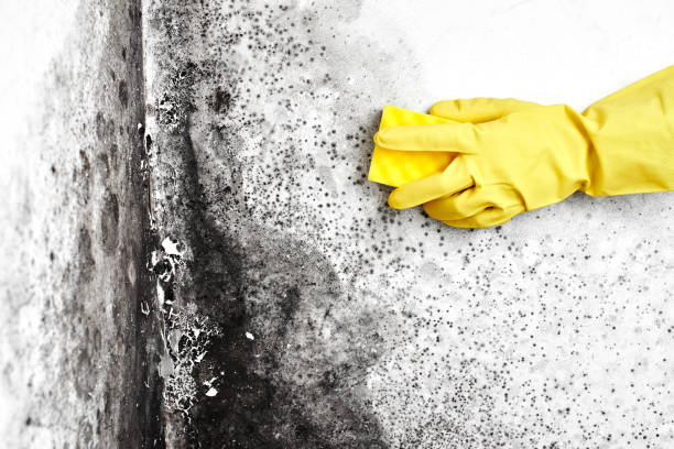 Best Mold Removal and Inspection  in Laurel, VA
