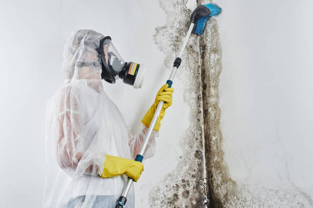Best Crawl Space Mold Removal  in Laurel, VA