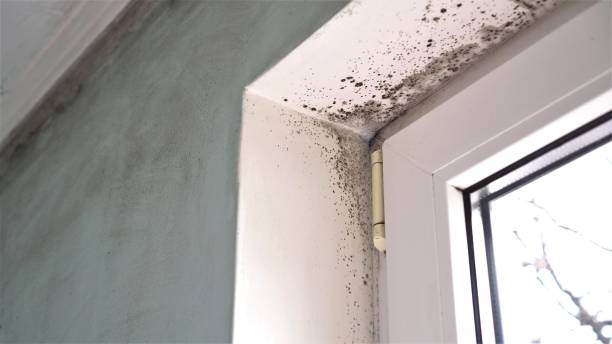 Mold Removal Process in Laurel, VA