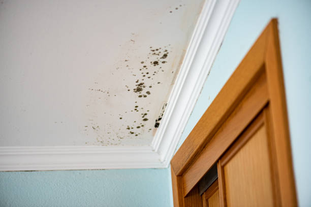 Laurel, VA Mold Removal Company