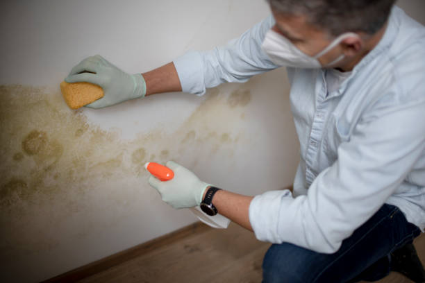 Mold Removal and Inspection in Laurel, VA