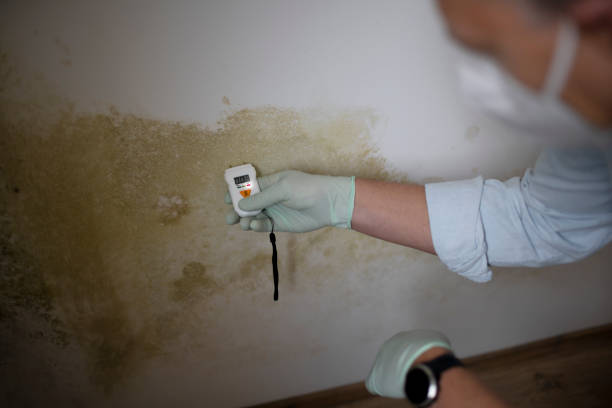 Best Mold Damage Repair  in Laurel, VA