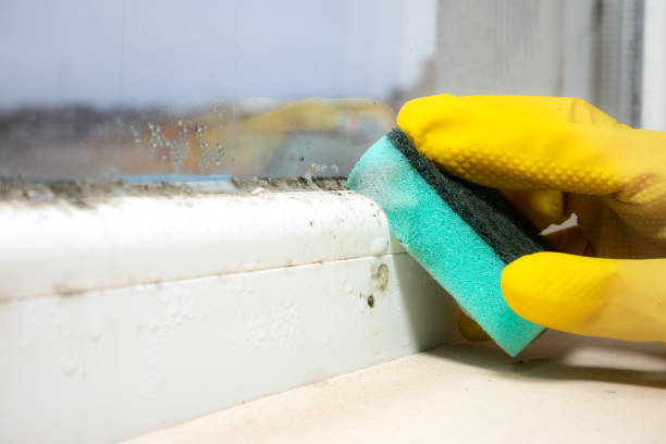 Best Residential Mold Removal  in Laurel, VA