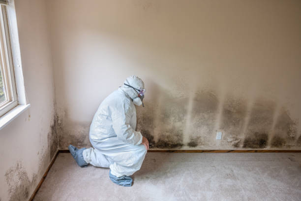 Reliable Laurel, VA Mold Removal Solutions