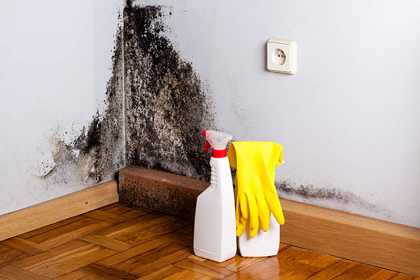 Best Home Mold Removal  in Laurel, VA