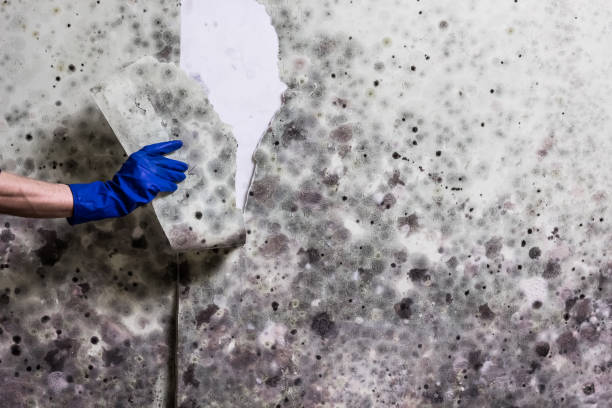 Certified Mold Removal in Laurel, VA