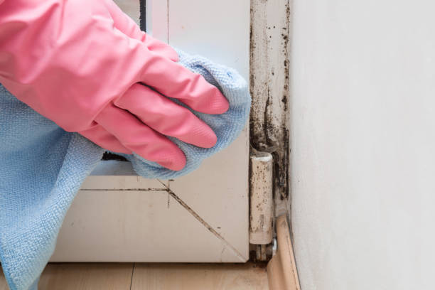 Best Affordable Mold Removal  in Laurel, VA