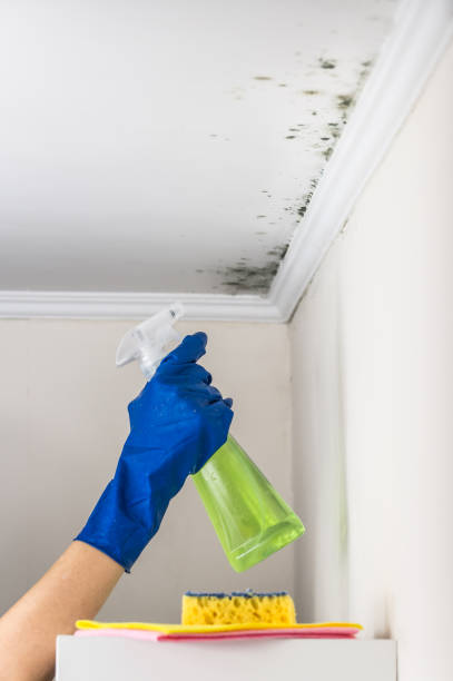 Best Certified Mold Removal  in Laurel, VA