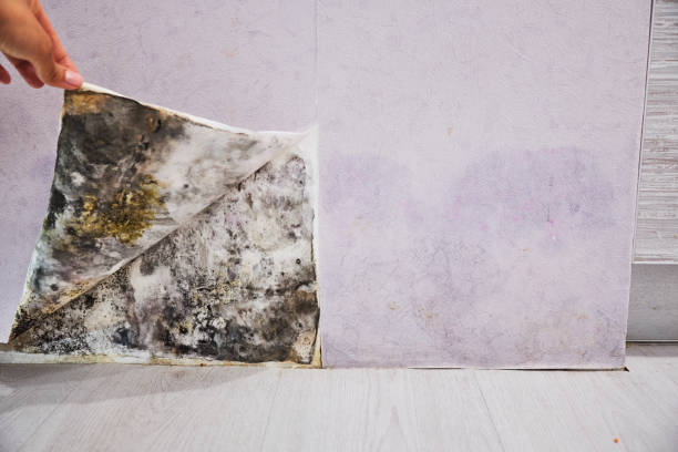 Best Local Mold Removal Service  in Laurel, VA